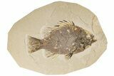 6.8" Fossil Fish (Priscacara) - Wyoming - #198397-1